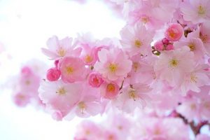 cherry blossoms