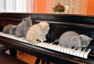 piano-and-cat